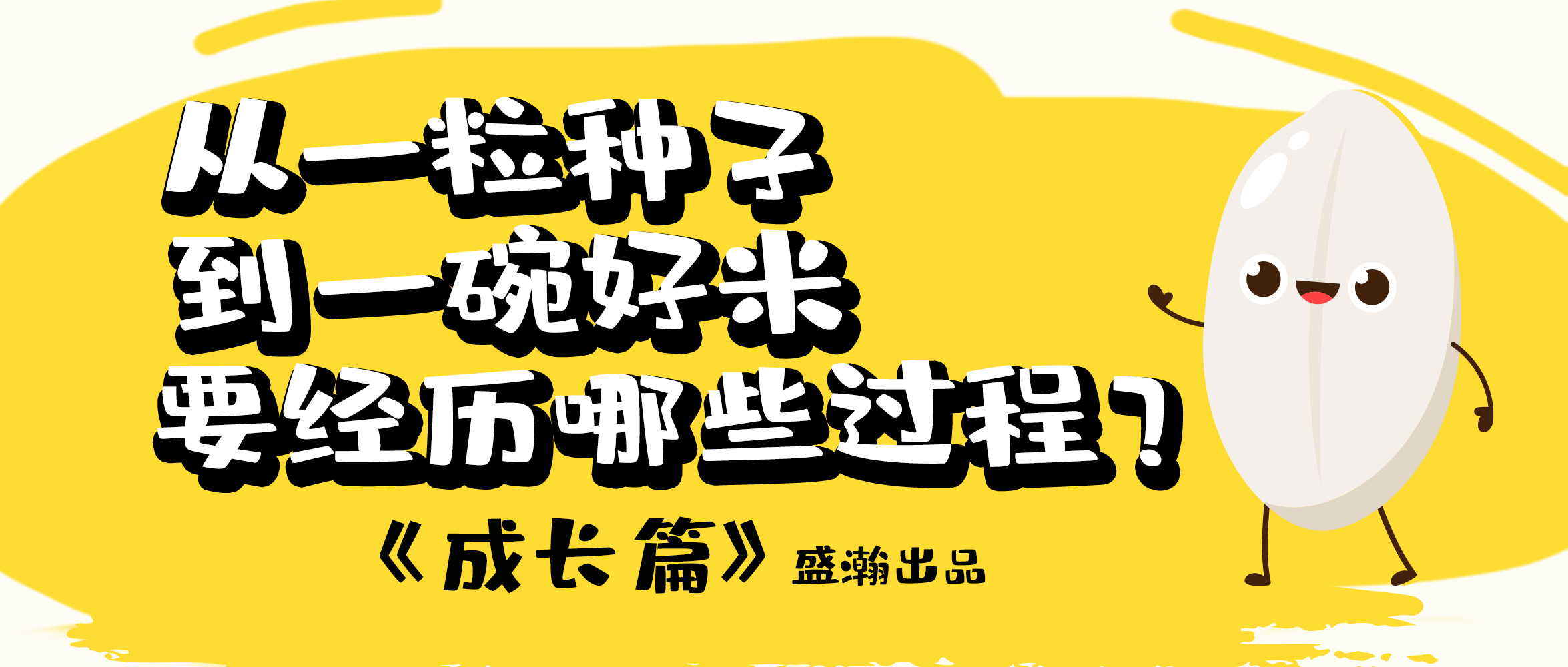 大米的一生-成長篇 | 從一粒種子到一碗好米要經(jīng)歷哪些過程？